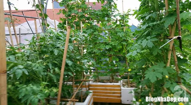 Nhà đẹp Hưng Yên: Sân thượng biến thành vườn rau sạch
